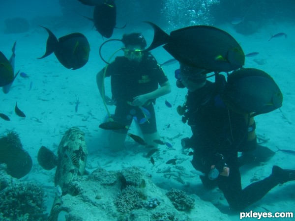 Great Barrier reef