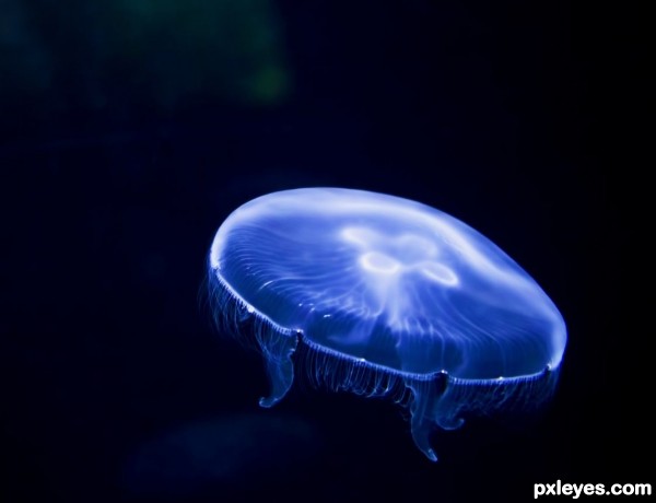 Moon Jellyfish