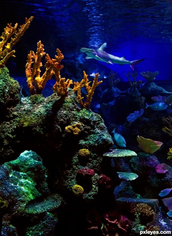 Reef Life