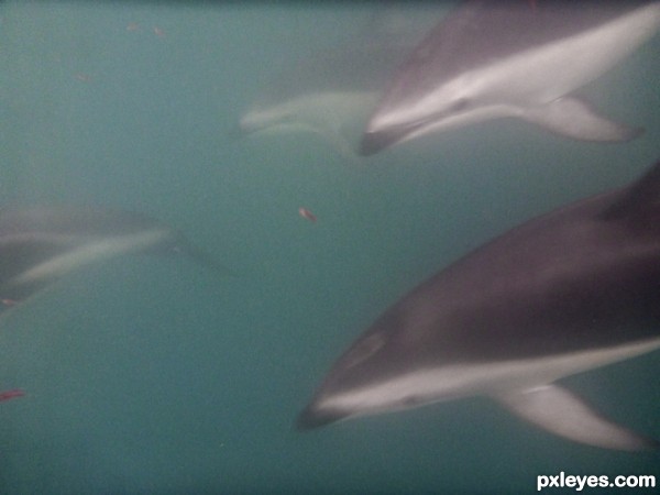 Swimming with dolphins