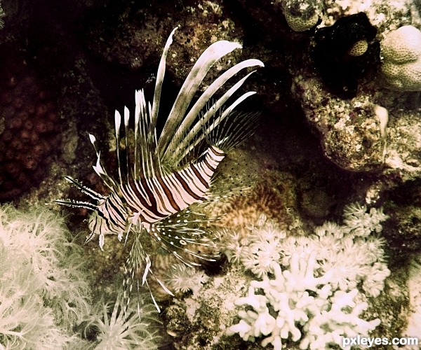 Lion Fish