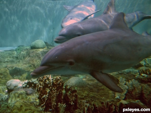 Swimming with Dolphins