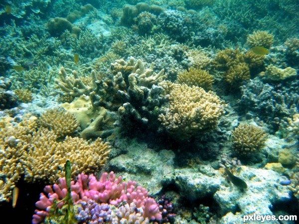 Coral reef