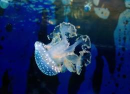 Jellyfish Picture