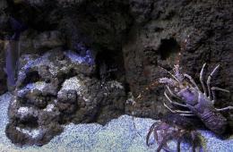 Lobster, crab and fish