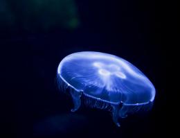 Moon Jellyfish