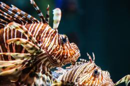 Pterois