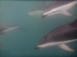 Swimmingwithdolphins