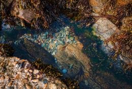 Foreshores jewels
