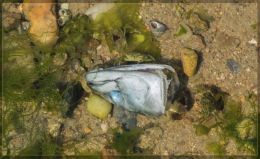 One mussle, how many crabs?