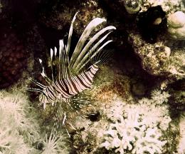 Lion Fish