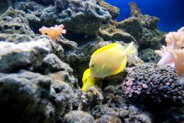 yellow couple fish