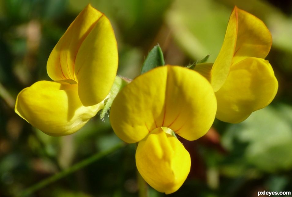 Three broom flowers