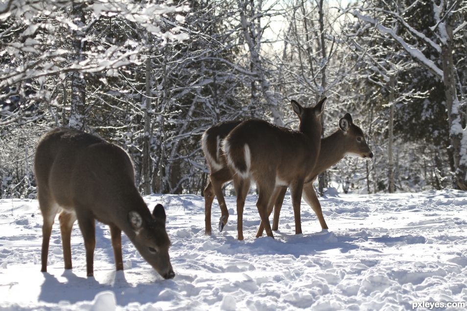 Whitetail Fawns