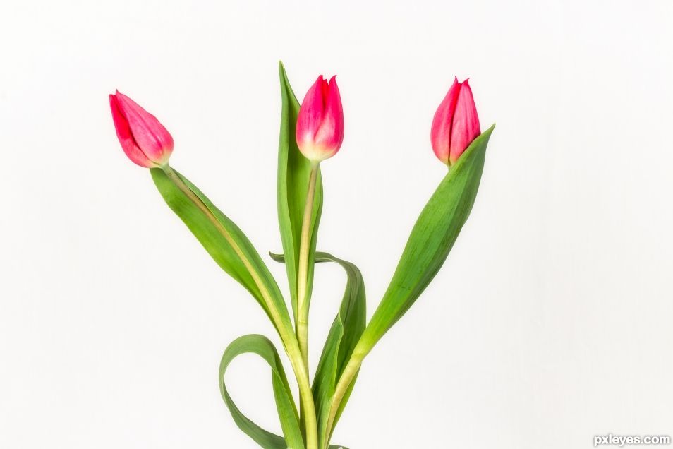 Three tulips