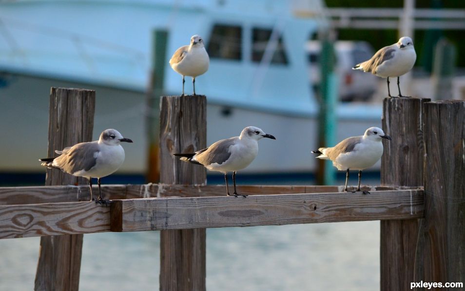 5 seagulls