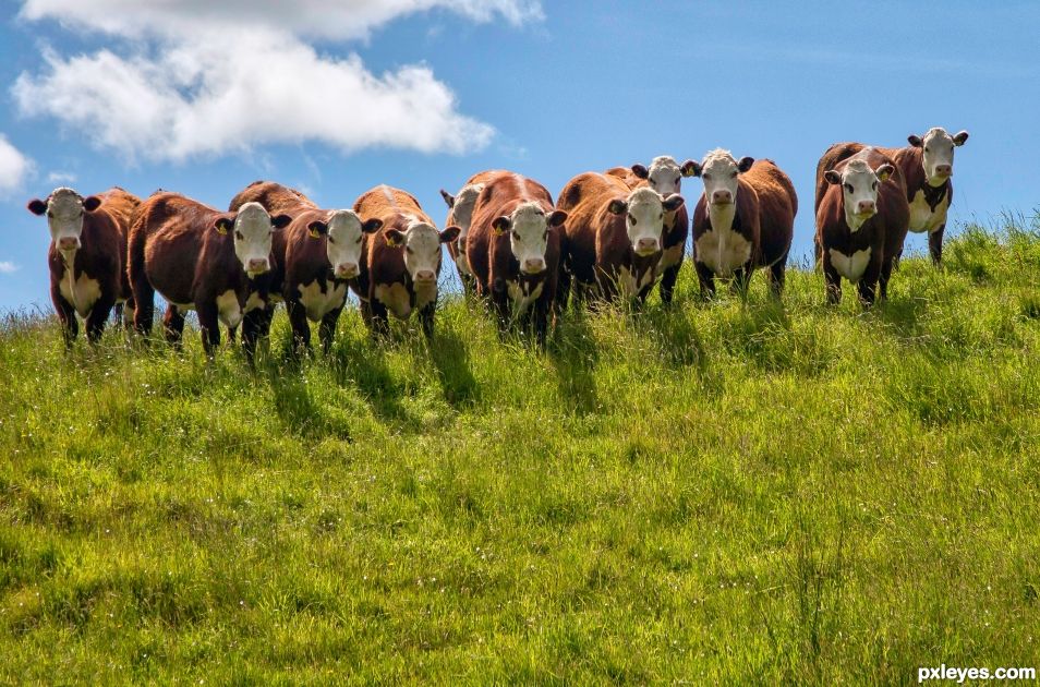 11 steers watching me