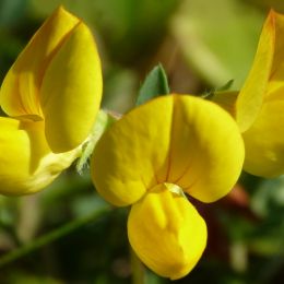 Threebroomflowers