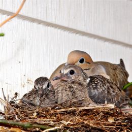 Doves