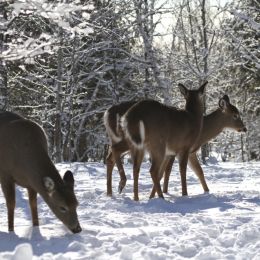 WhitetailFawns