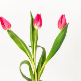 Threetulips