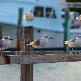 5seagulls