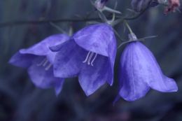 The three in blue