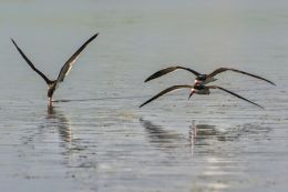 Feeding Skimmers