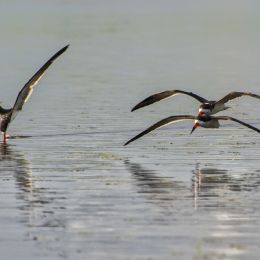 FeedingSkimmers