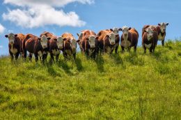 11 steers watching me