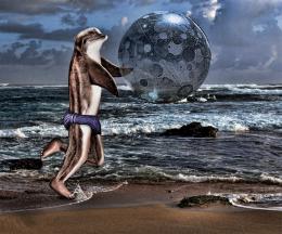 Dolphin Ball