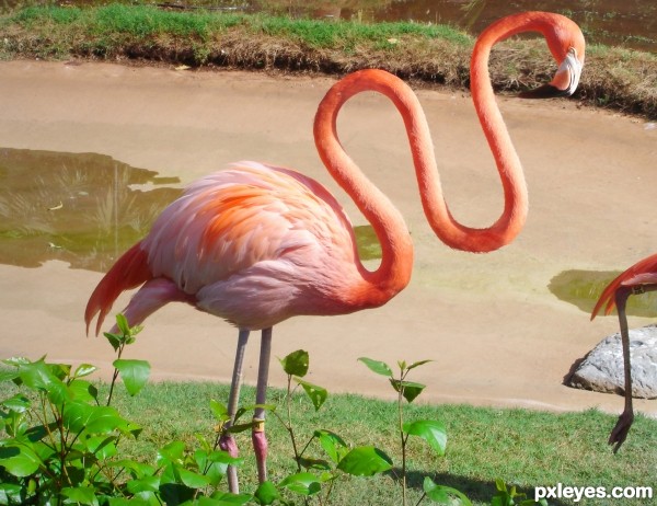 Flamingo photoshop picture)