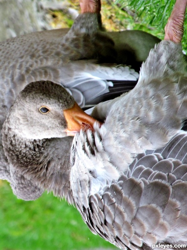 A Clean Goose on the Upside Down