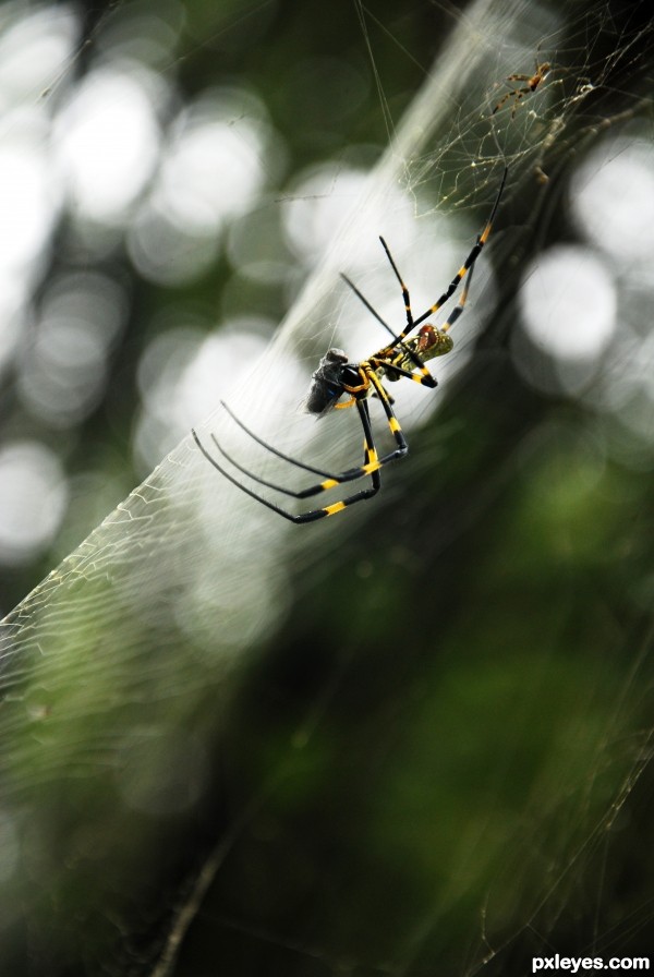 Motherhood of a Spider.