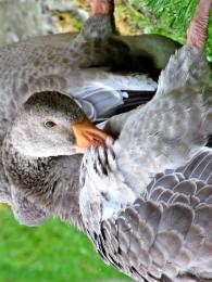 A Clean Goose on the Upside Down