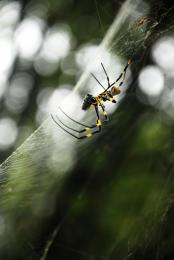 Motherhood of a Spider.