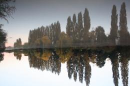 trees reflection