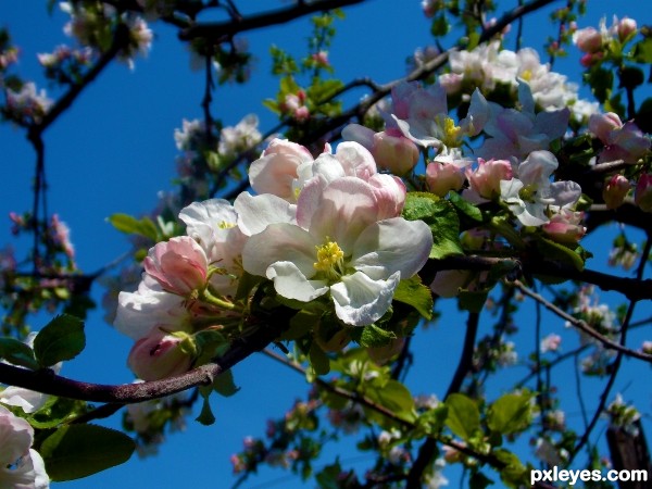 1497-spring trees