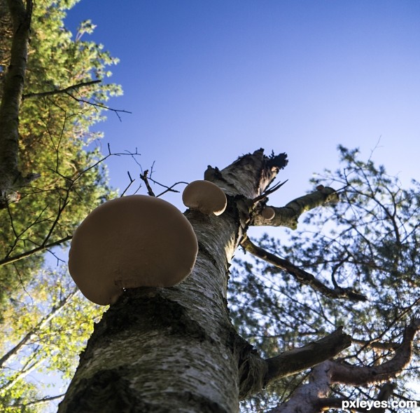 Fungus staircase