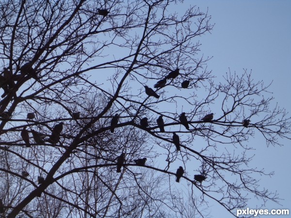 Pigeons on branches of a tree