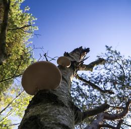 Fungus staircase