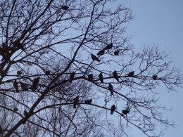 Pigeons on branches of a tree