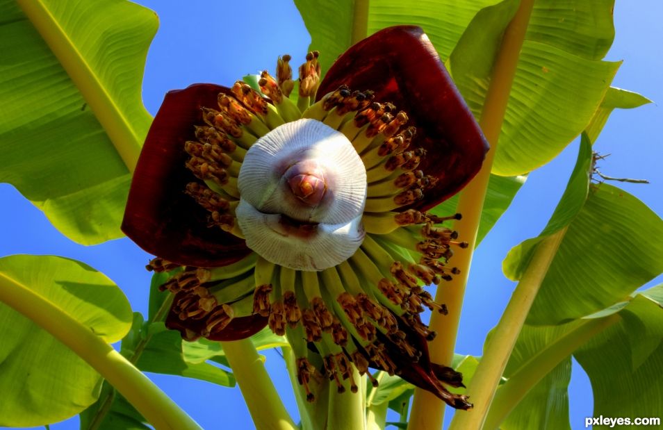 Banana Flower