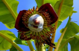 Banana Flower