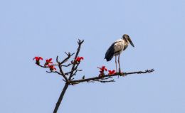 Haiku - Bird, Branch, Bloom