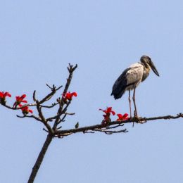 HaikuBirdBranchBloom