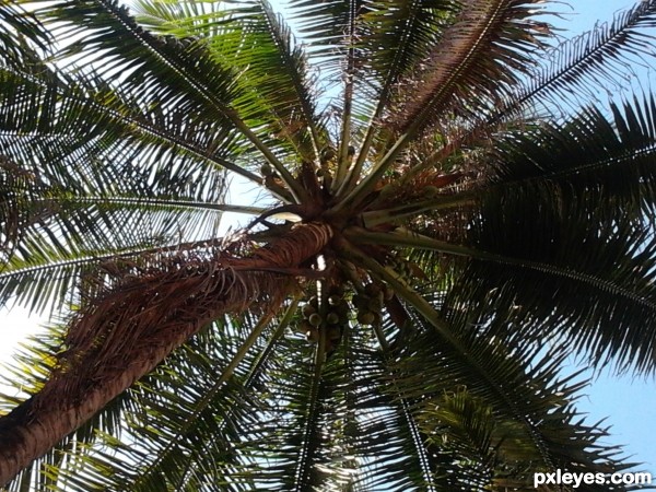 COCONUT TREE