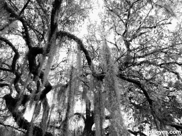 Hanging Moss