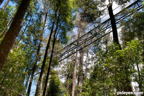 below the tree top walk