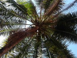 COCONUT TREE